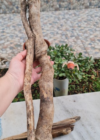 3 lodos dekorasyon/akvaryum - Görsel 3