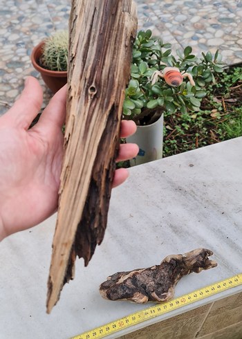 3 lodos dekorasyon/akvaryum - Görsel 4