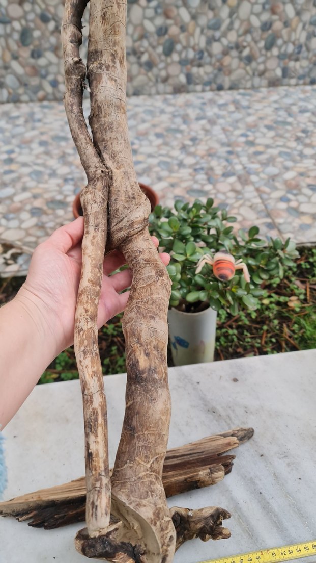 3 lodos dekorasyon/akvaryum - Görsel 3