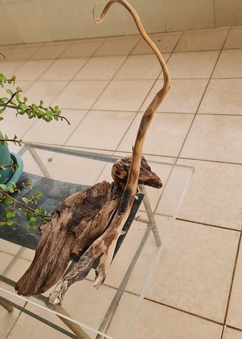 3 lodos dekorasyon akvaryum - Görsel 2