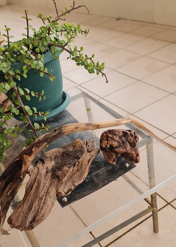 3 lodos dekorasyon akvaryum - Görsel 4