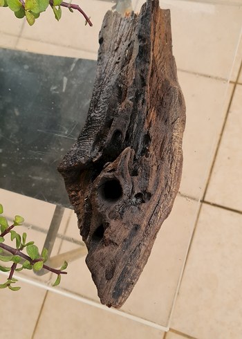 lodos dekorasyon/akvaryum - Görsel 2