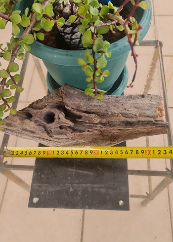 lodos dekorasyon/akvaryum - Görsel 3