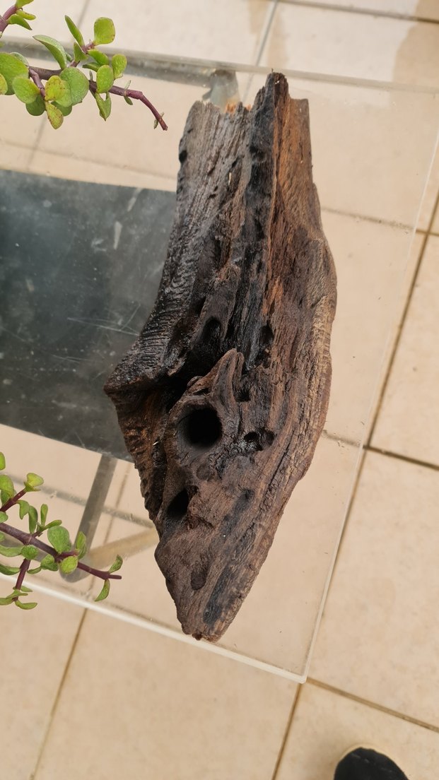 lodos dekorasyon/akvaryum - Görsel 2