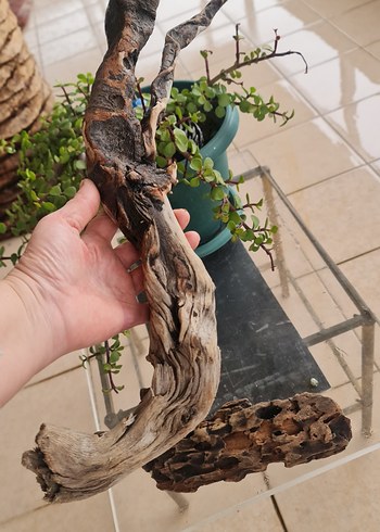 2 lodos dekorasyon/akvaryum - Görsel 4