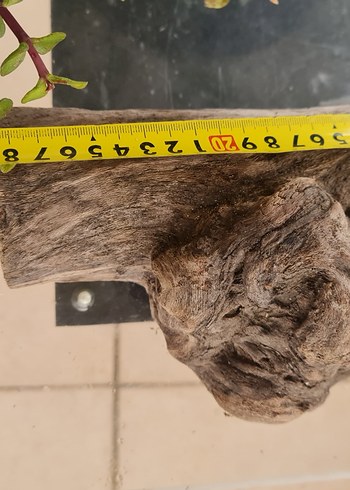 lodos dekorasyon/akvaryum - Görsel 4