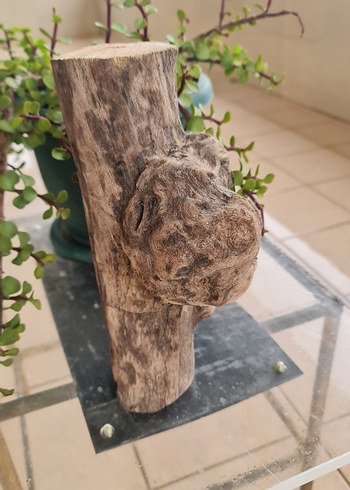 lodos dekorasyon/akvaryum - Görsel 2