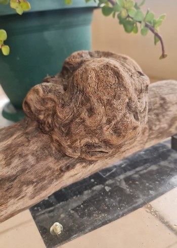 lodos dekorasyon/akvaryum - Görsel 3