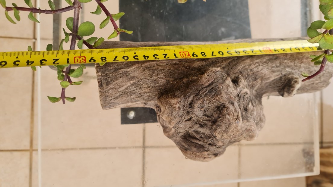 lodos dekorasyon/akvaryum - Görsel 4