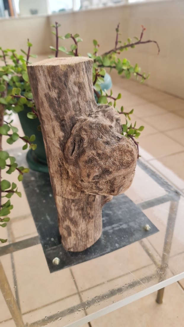 lodos dekorasyon/akvaryum - Görsel 2