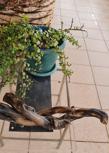 lodos dekorasyon/akvaryum - Görsel 2