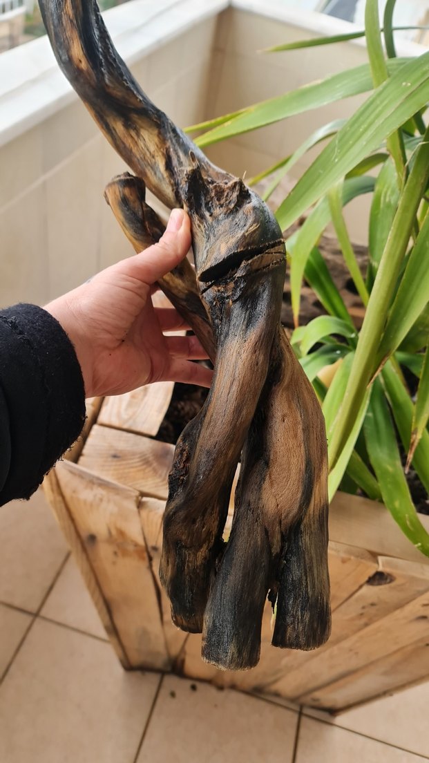 lodos dekorasyon/akvaryum - Görsel 5