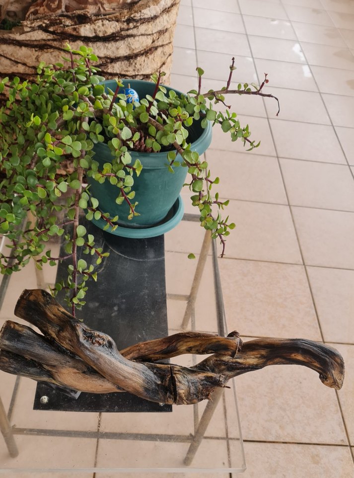 lodos dekorasyon/akvaryum - Görsel 2