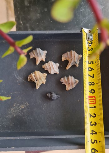 Beyaz Doğal Deniz Kabuğu pelikan ayağı - Görsel 3