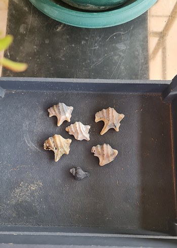 Beyaz Doğal Deniz Kabuğu pelikan ayağı - Görsel 4