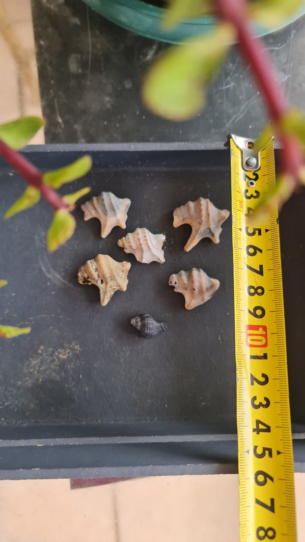 Beyaz Doğal Deniz Kabuğu pelikan ayağı - Görsel 3