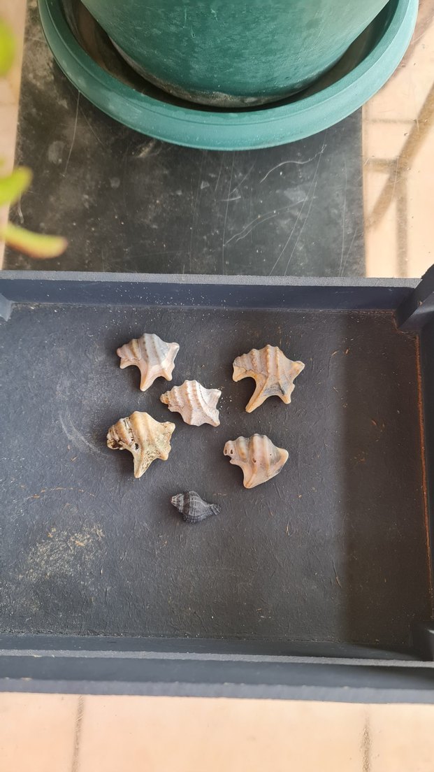 Beyaz Doğal Deniz Kabuğu pelikan ayağı - Görsel 4