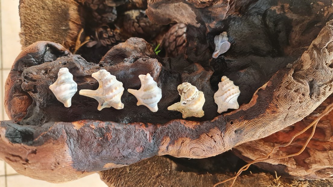 Beyaz Doğal Deniz Kabuğu pelikan ayağı - Görsel 2