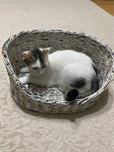gazete örme sepetten kedi yatağı