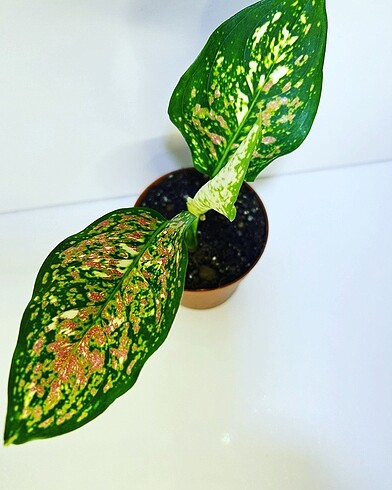 Aglaonema Tricolor