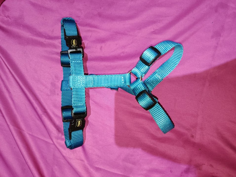 Renkli Kedi Boyun Tasması Çanlı - Görsel 2