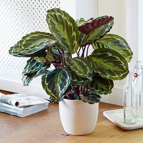 Calathea Medallion - Madalyon Dua Çiçeği 50cm