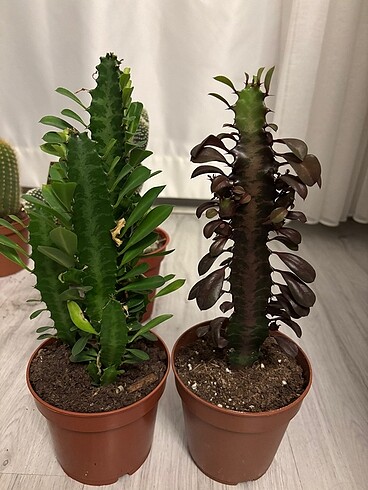 Euphorbia Trigona Rubra (Afrika Süt Ağacı 30-40 cm)| Kaktüs
