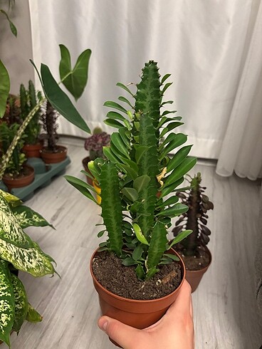 Ikea Euphorbia Trigona Rubra (Afrika Süt Ağacı 30-40 cm)| Kaktüs