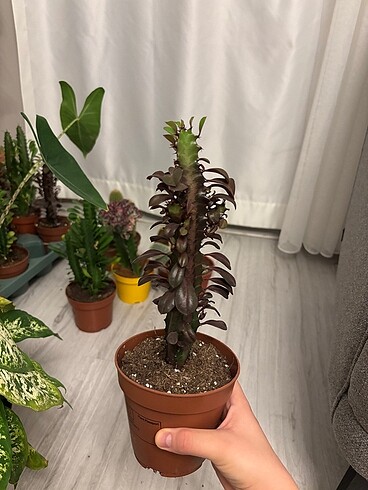 Beden Euphorbia Trigona Rubra (Afrika Süt Ağacı 30-40 cm)| Kaktüs