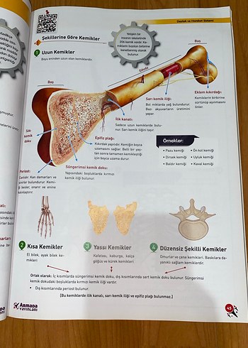 11. Sınıf Biyoloji Konu Kitabı HİÇ KULLANILMAMIŞ - Görsel 7