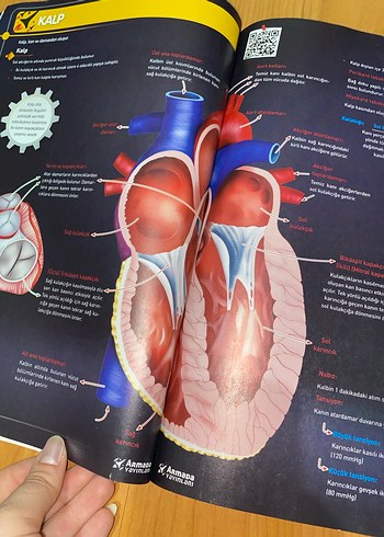 11. Sınıf Biyoloji Konu Kitabı HİÇ KULLANILMAMIŞ - Görsel 9