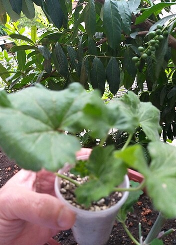  Gül sardunya Antik rose 