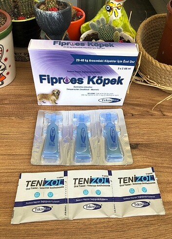 Köpek dış parazit ve iç parazit 