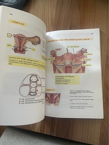 Anatomi şekil kitapçığı tus hazırlık - Görsel 6