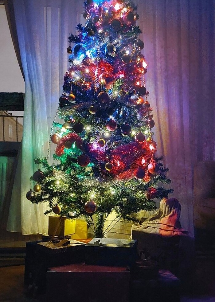 Yılbaşı ağacı - çam ağacı - Görsel 4