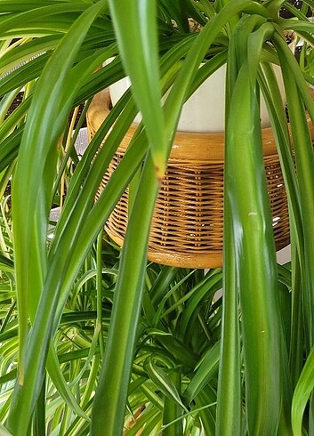  Beden camel Renk Bambu büyük çiçeklik 