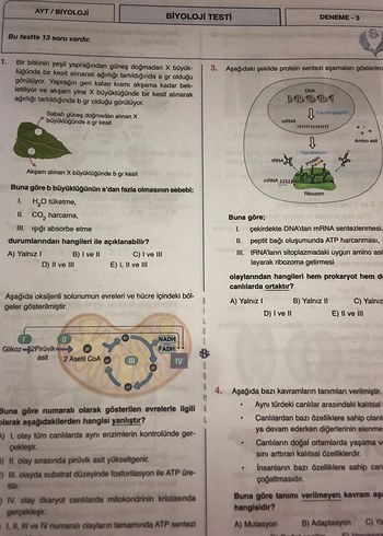 Biyoloji AYT Branş Denemeleri 25x13 - Görsel 4
