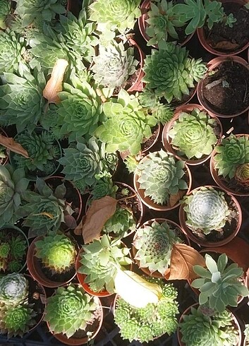Sempervivum Sukulent
