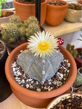 2 adet astrophytum