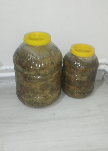 asma yaprağı - Görsel 3