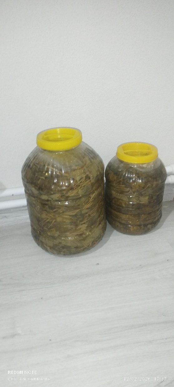 asma yaprağı - Görsel 2