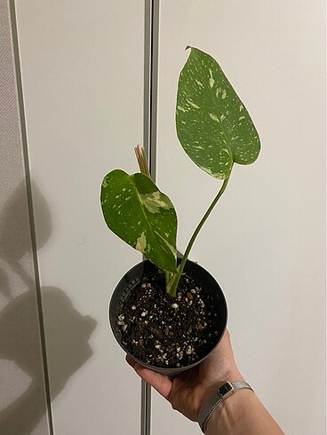 Monstera thai constellation