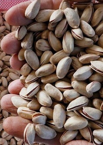 Kabuklu Antep Fıstığı 1 kg - Görsel 3