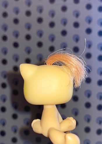 Beden Renk Lps Shorthair Cat