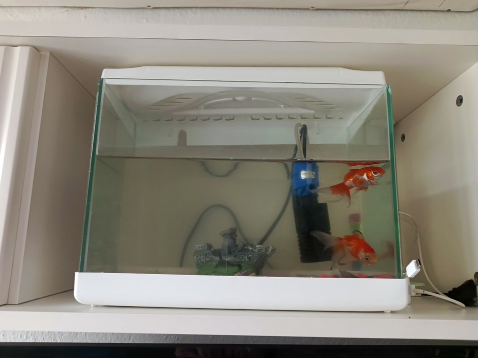 Beyaz Akvaryum Balık Tankı - Görsel 2