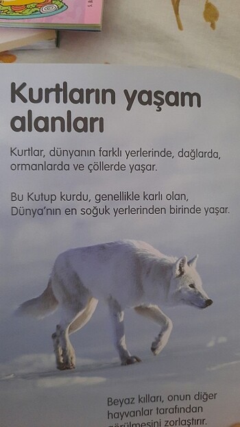 Beden Renk Filler, Kurtlar