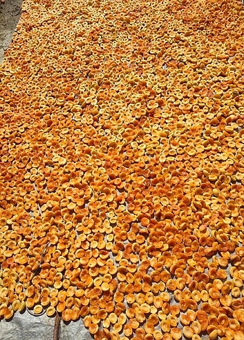  Beden Iğdırdan El yapımı Kurutulmuş kaysı 