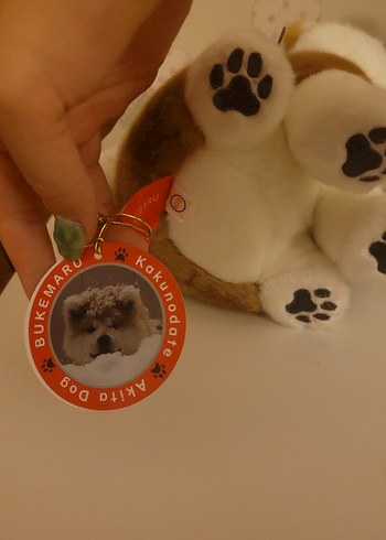 Beden haciko köpek peluş Japonya'dan getirilmiş