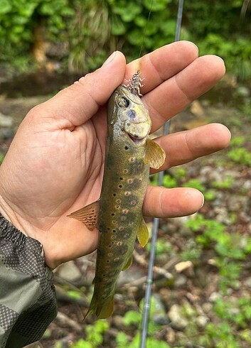 Alabalık Taş Sineği Silikon Yem - Görsel 11
