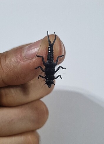 Alabalık Taş Sineği Silikon Yem - Görsel 12